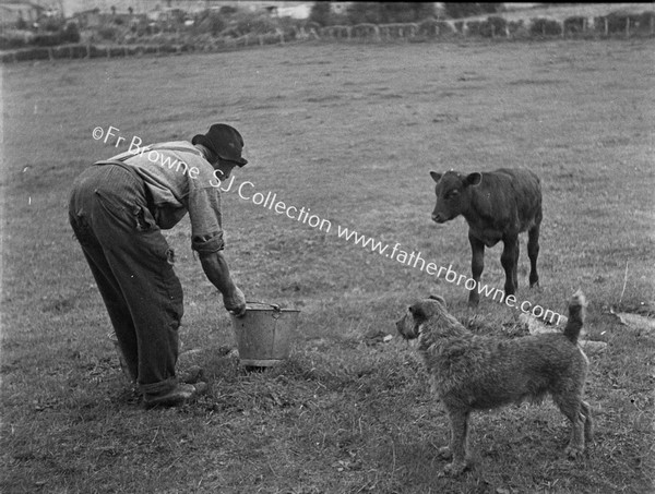 INVITED & UNINVITED THE GATE CRASHER (CALF & DOG)